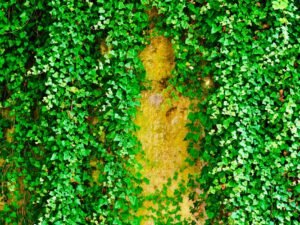 Cómo hacer un jardín vertical en pared paso a paso
