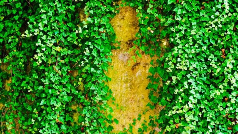 Cómo hacer un jardín vertical en pared paso a paso