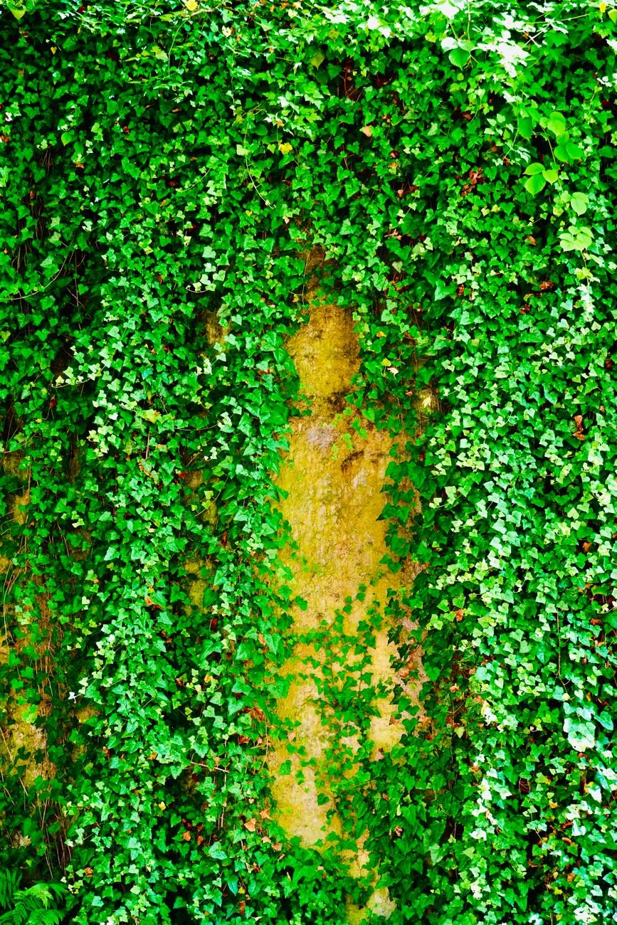 Cómo hacer un jardín vertical en pared paso a paso