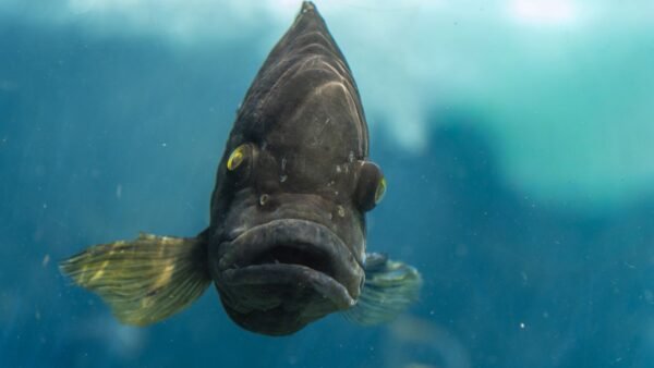 régimen conservación mantenimiento