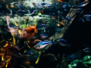 Cómo montar un acuario para principiantes en Colombia