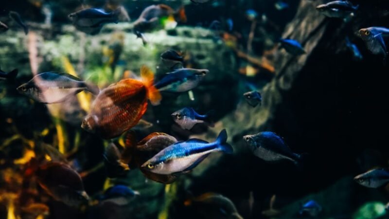 Cómo montar un acuario para principiantes en Colombia