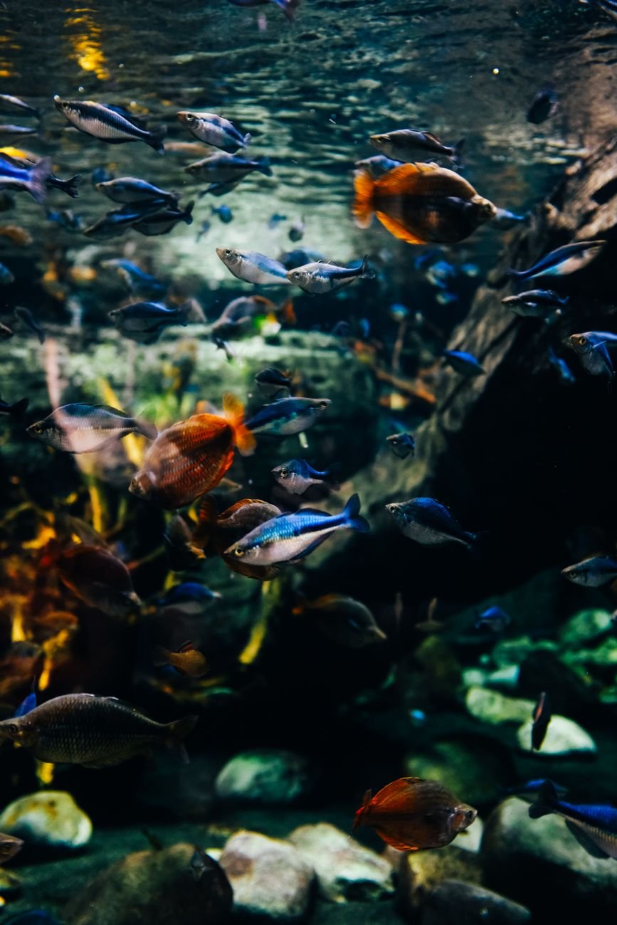 Cómo montar un acuario para principiantes en Colombia
