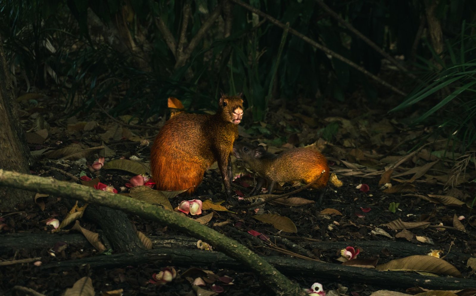 Desarticulan red de tráfico de fauna silvestre en Barranquilla y Turba