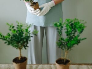 Dónde conseguir plantas baratas en Colombia (tiendas y viveros)