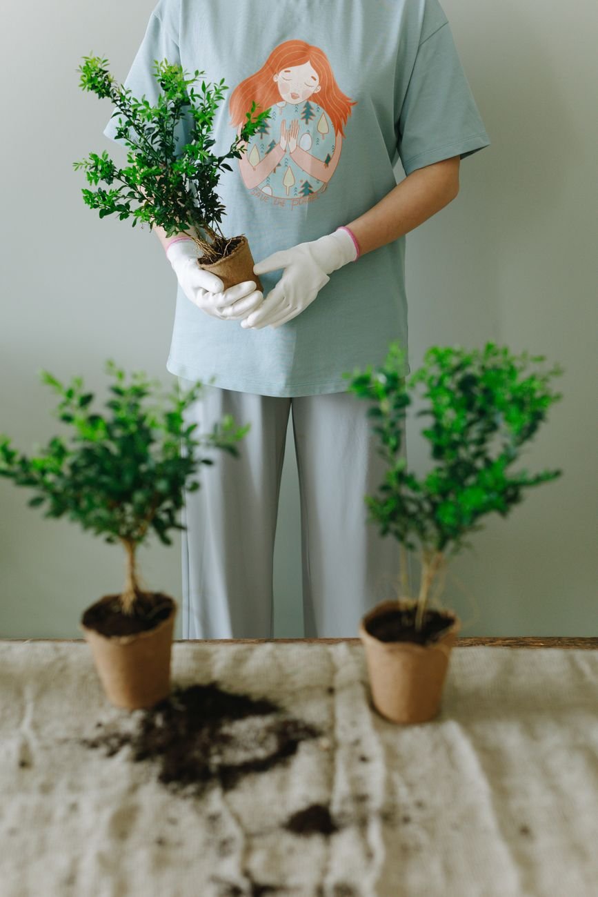Dónde conseguir plantas baratas en Colombia (tiendas y viveros)