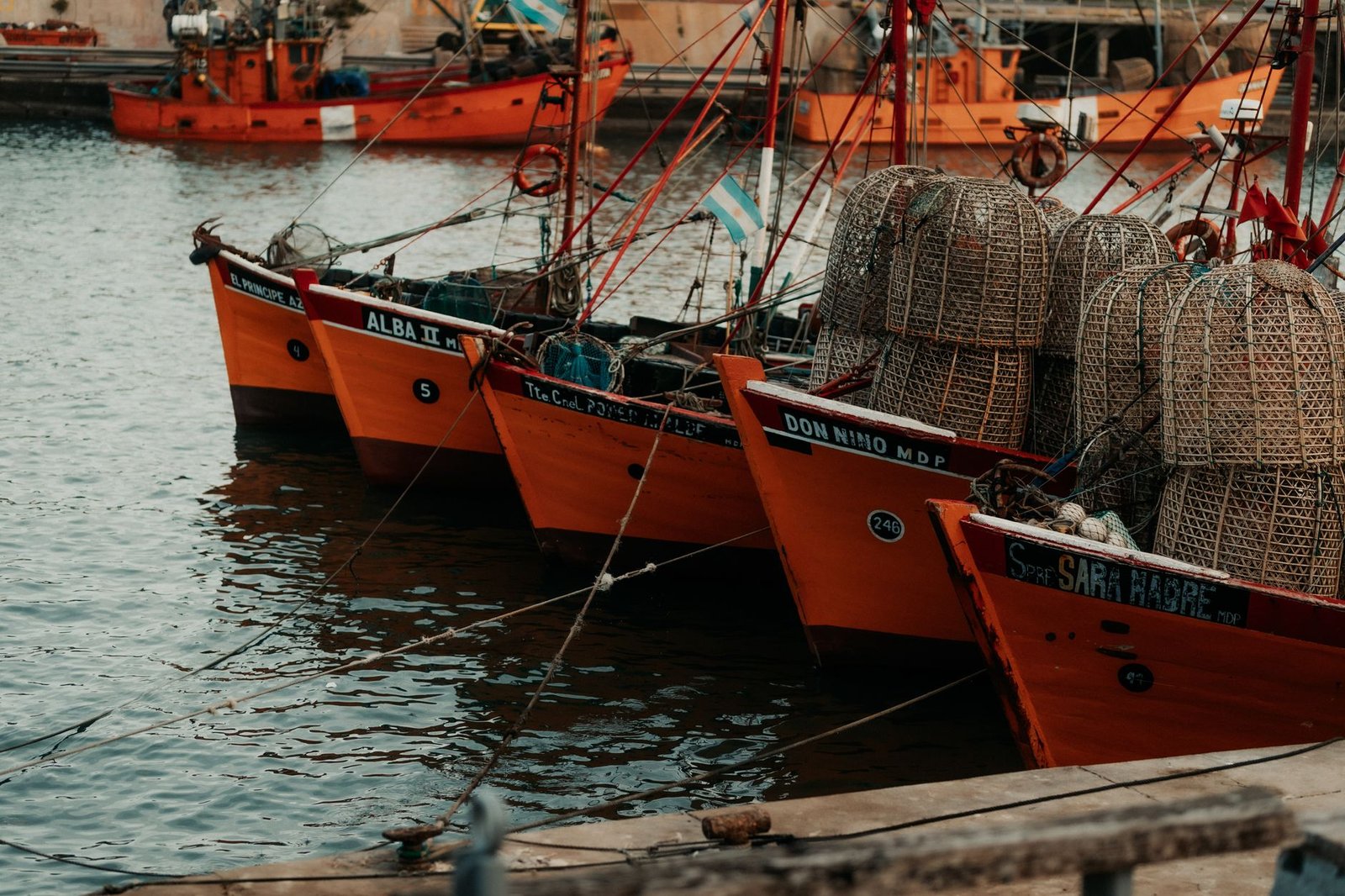 Calamares y pulpos se extienden en el mar del Norte debido a la temperatura del agua.