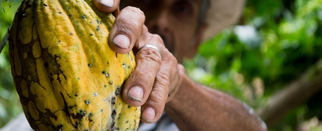 180 familias del norte del Cauca tecnifican cultivos de café y cacao