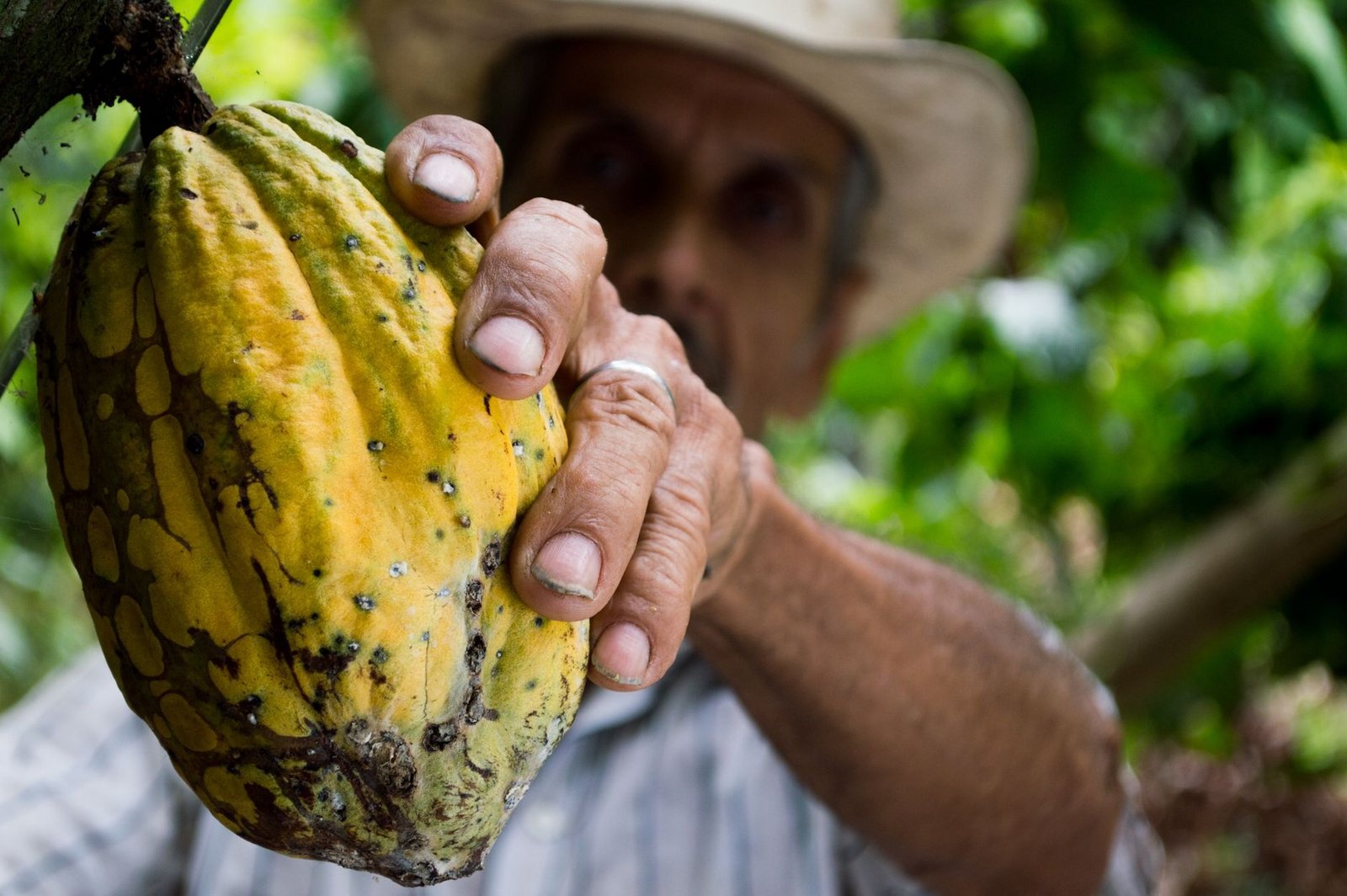 180 familias del norte del Cauca tecnifican cultivos de café y cacao