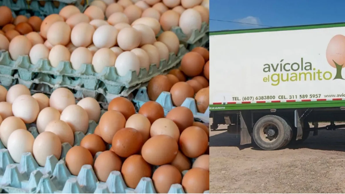 180.000 huevos, cuatro furgones y 15 hombres armados: este fue el…