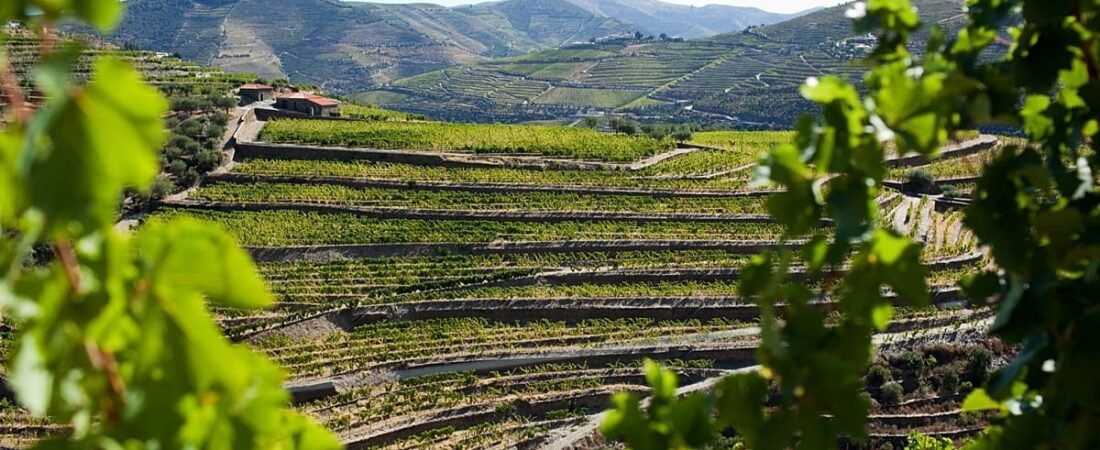 Comienza la vendimia en la región portuguesa del Duero