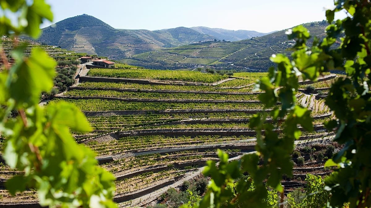 Comienza la vendimia en la región portuguesa del Duero