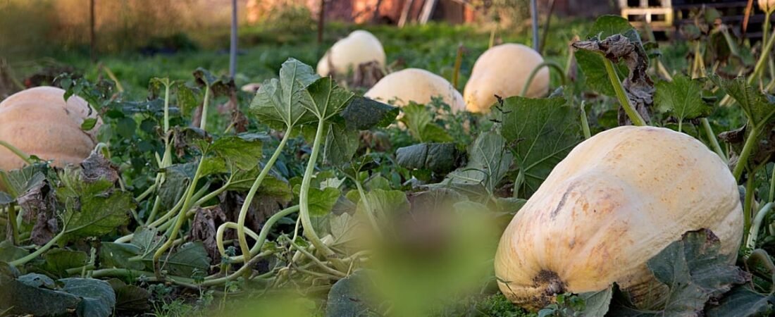 Francia retira semillas de calabaza tras brote de 80 casos de…