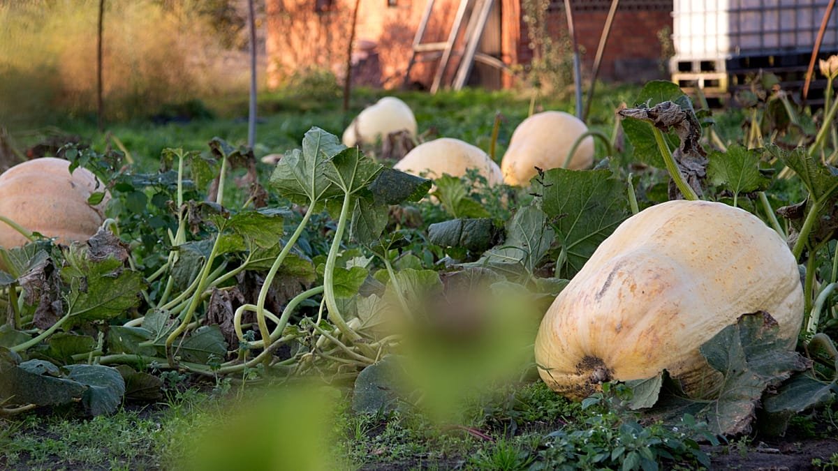 Francia retira semillas de calabaza tras brote de 80 casos de…